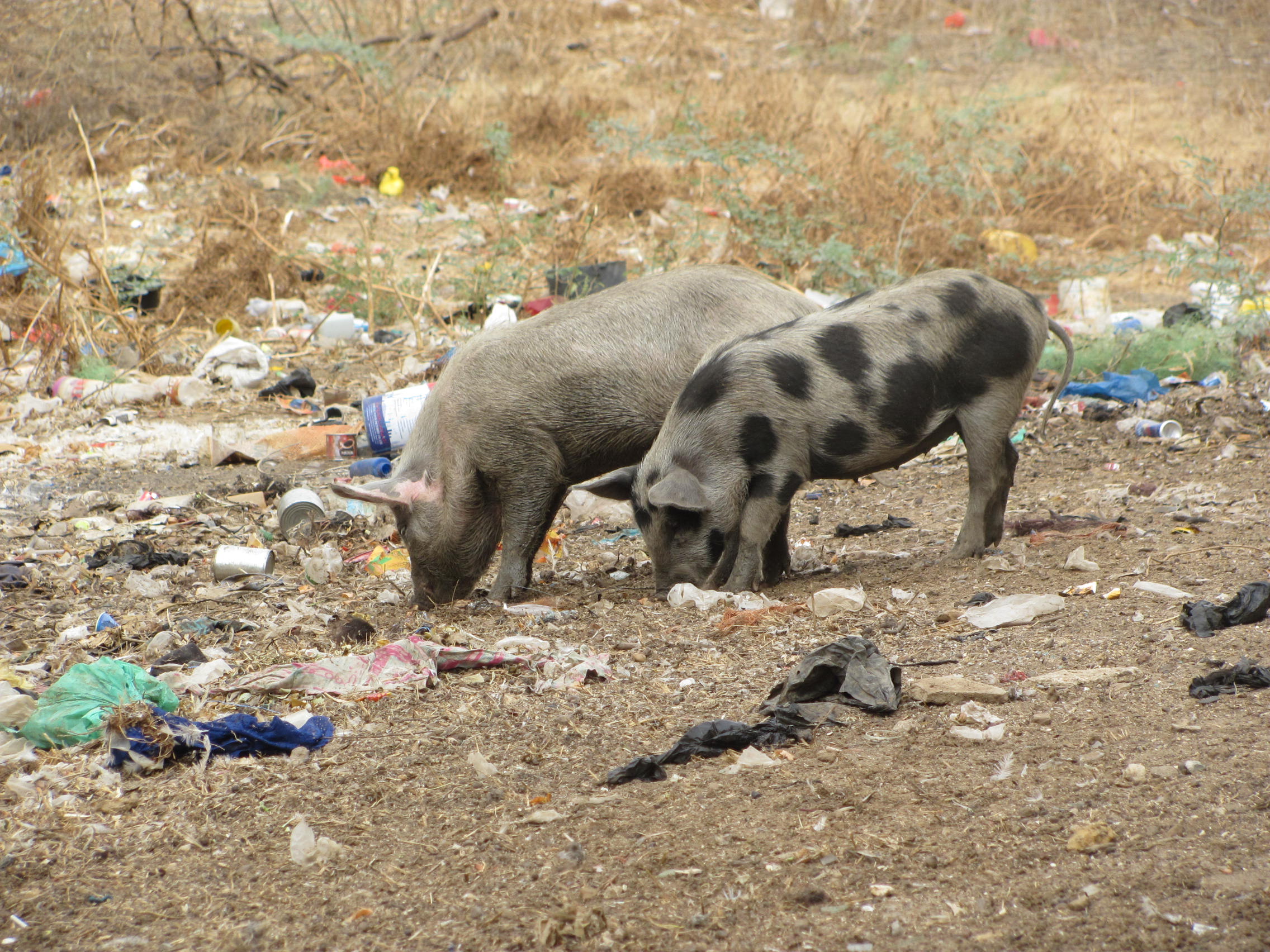 6. Civilizační plastový odpad – závažný problém Senegalu